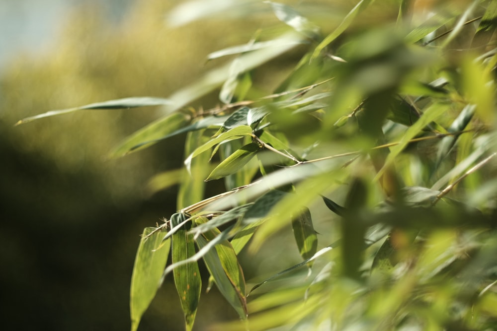 feuilles vertes dans l’objectif macro