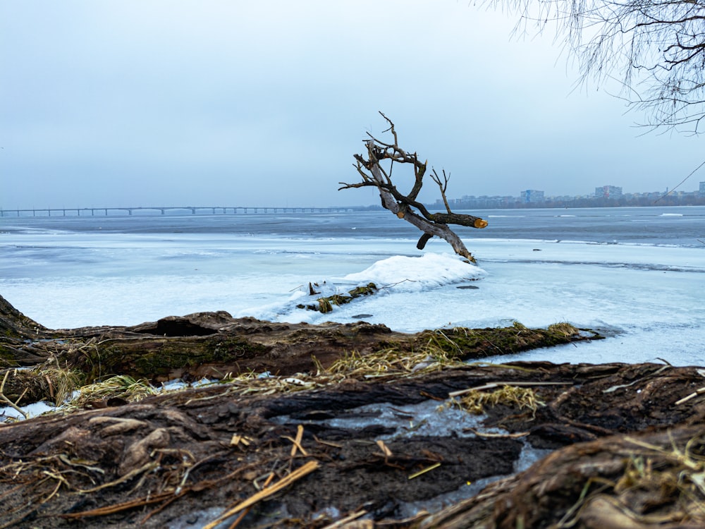 brown tree branch on brown rock near body of water during daytime