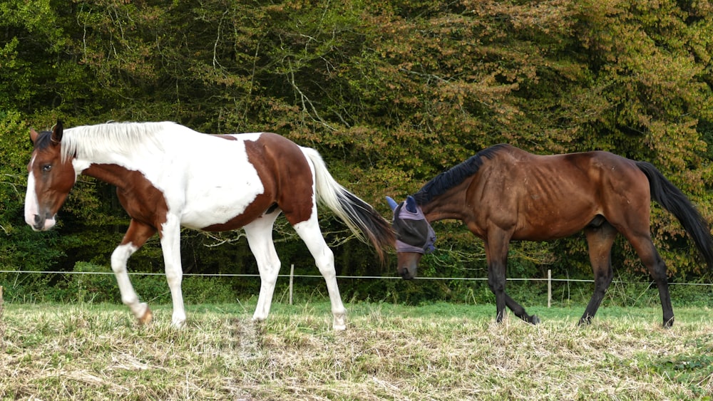 brown and white horse eating grass