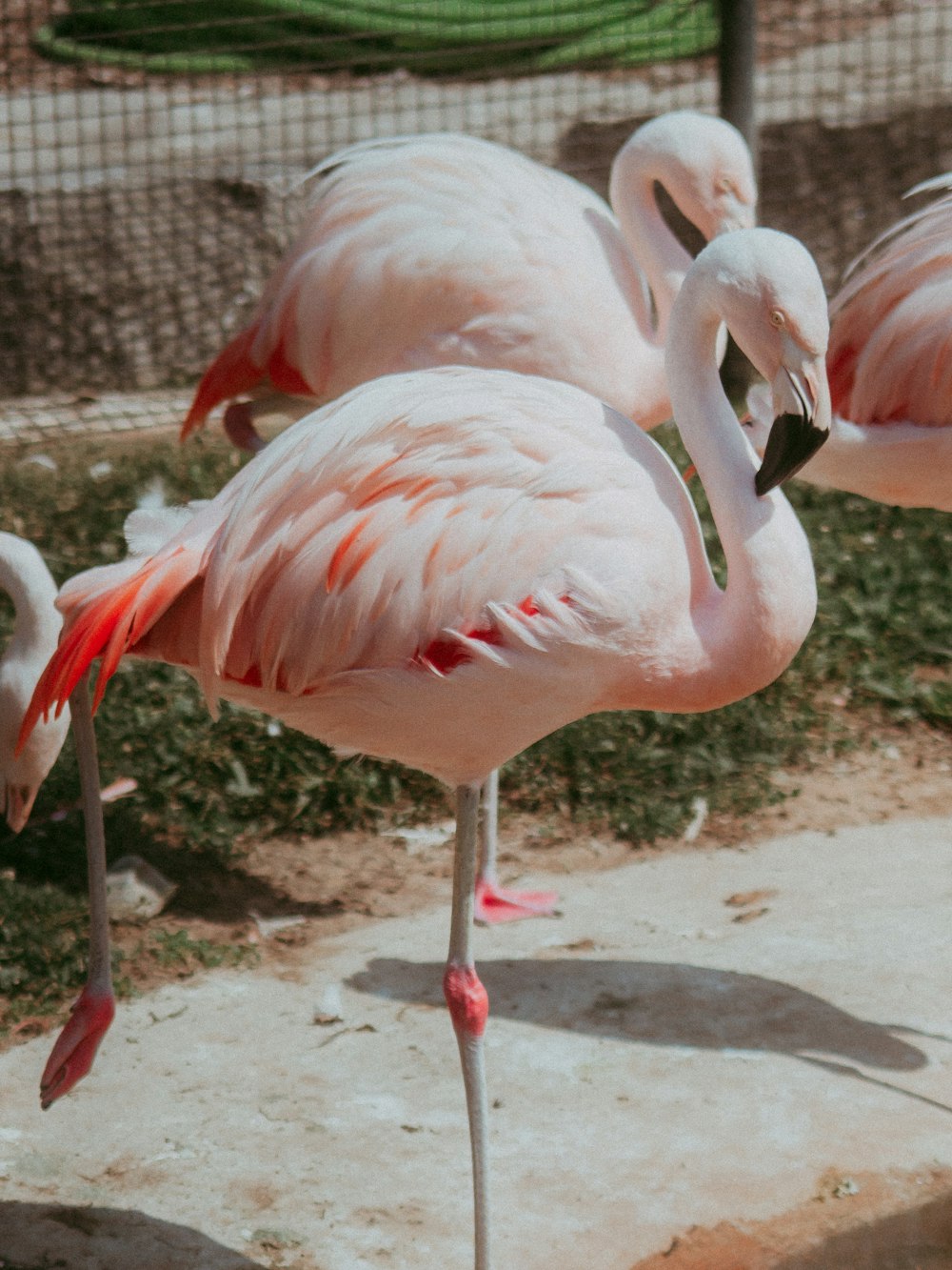 flock of flamingos on brown soil during daytime