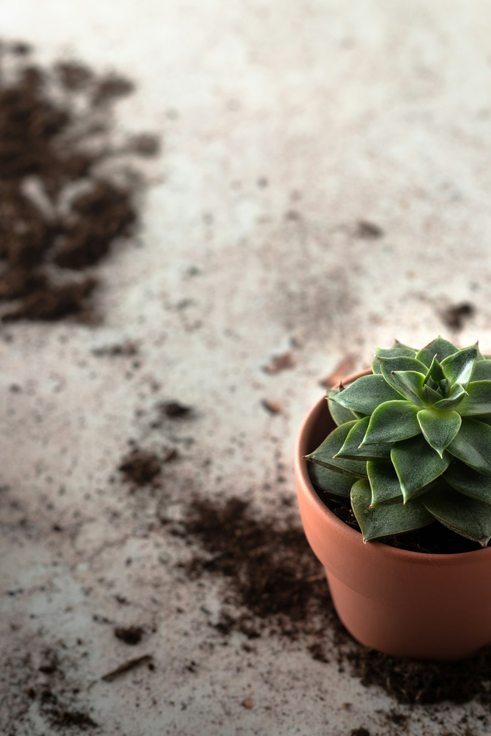 green plant on brown clay pot