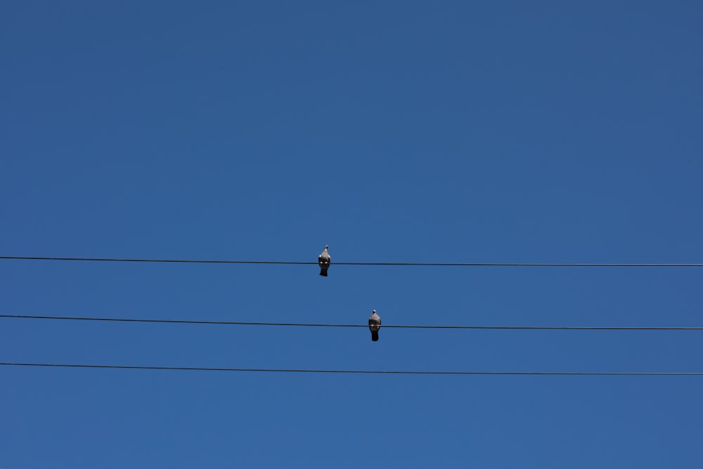 black bird flying under blue sky during daytime