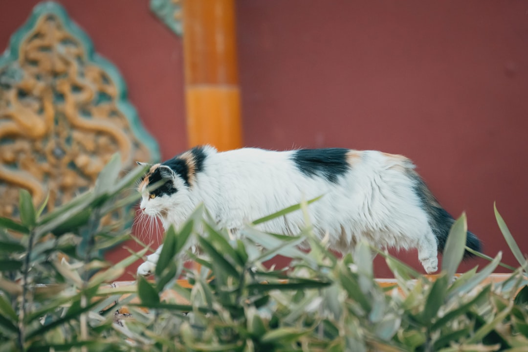 white and black long coated dog on green grass