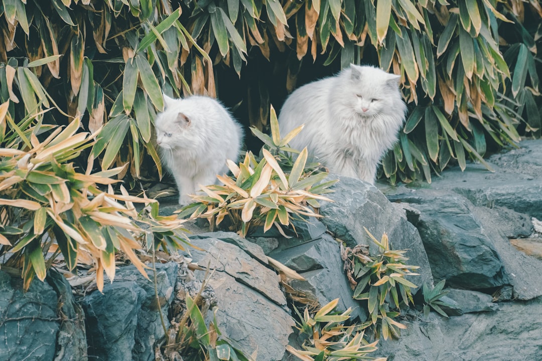 white long fur cat on gray rock