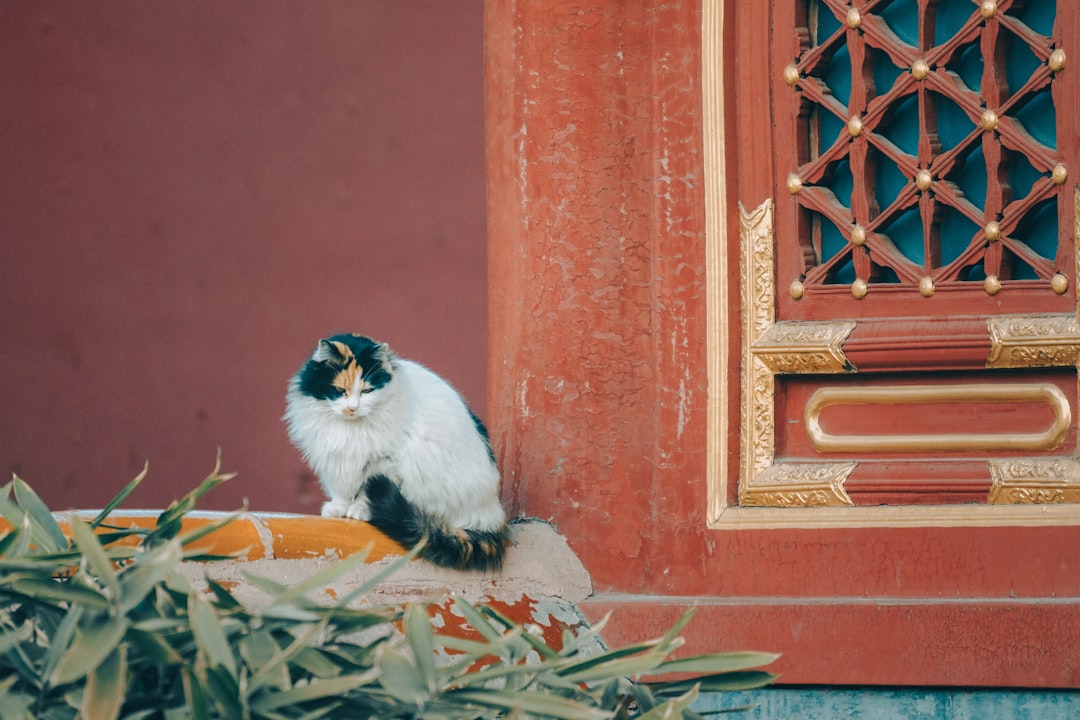 white black and yellow bird on brown wooden window