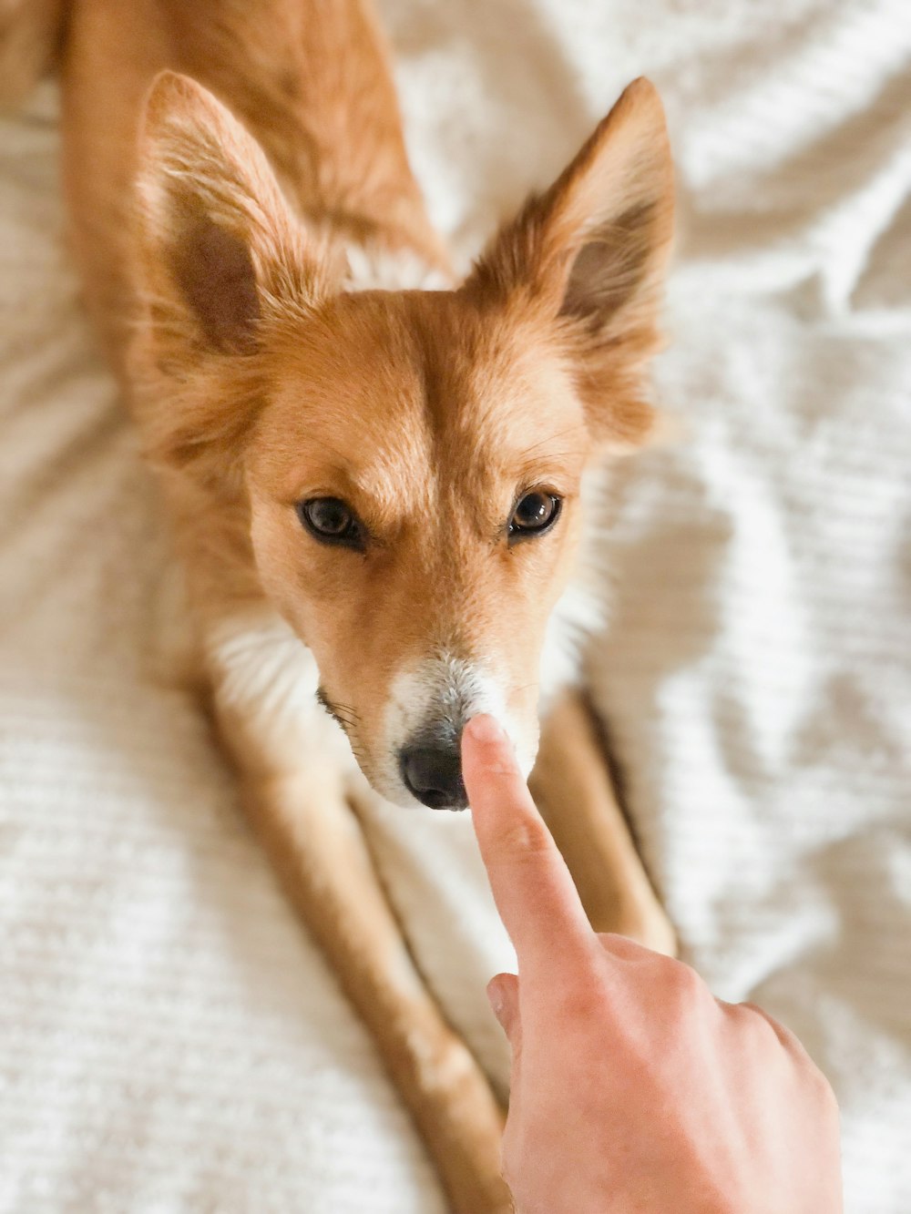 brown and white long coated dog