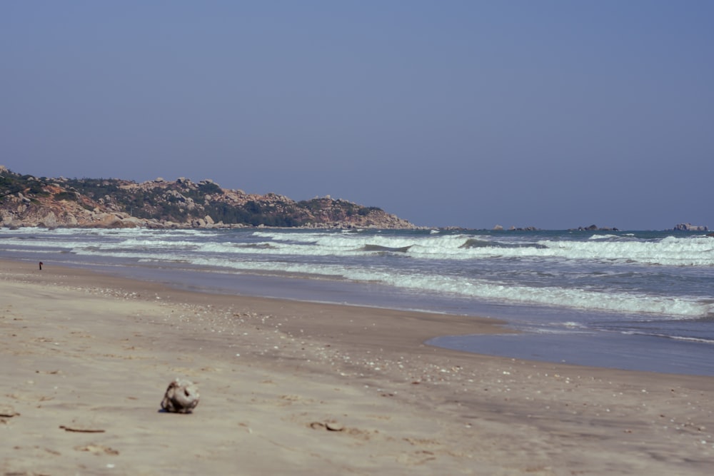 white and brown dog on beach during daytime