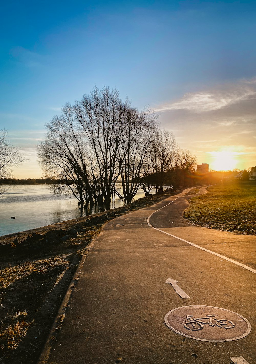 bare trees beside road near body of water during daytime