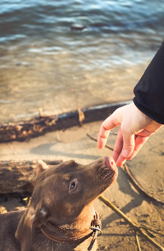 person holding brown short coated dog