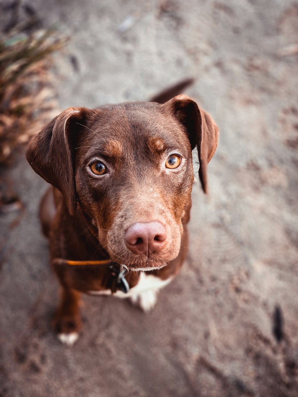 brown and white short coated dog sitting on gray concrete floor during daytime