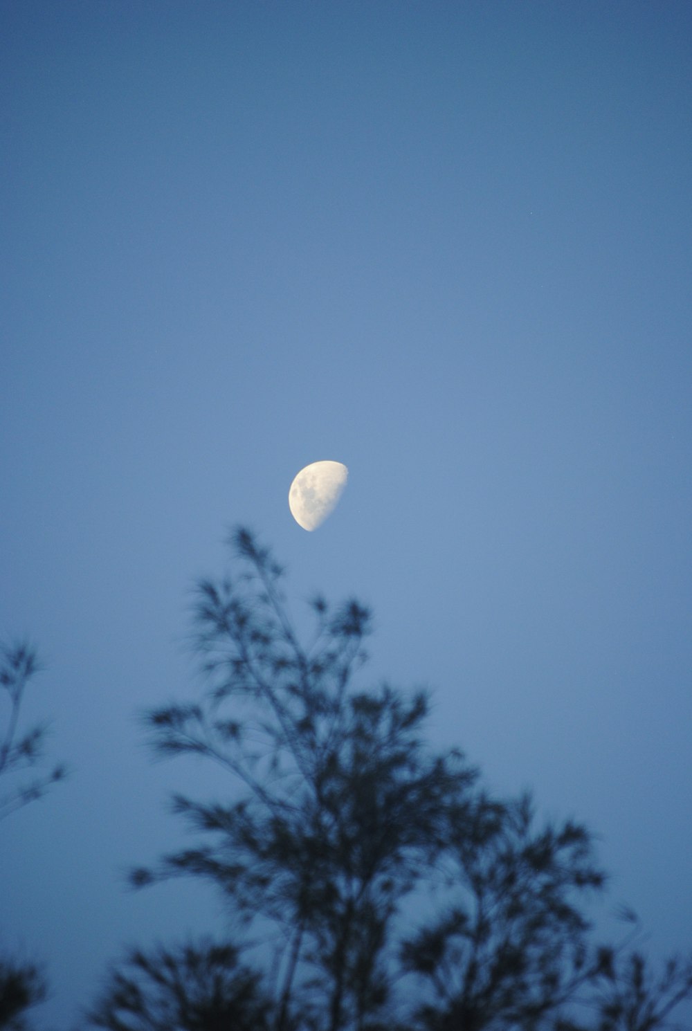 Luna llena sobre árboles verdes