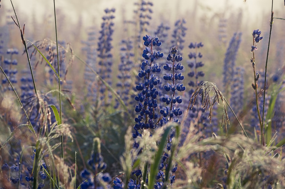 purple flower field during daytime