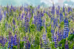 purple flower field during daytime