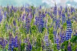 purple flower field - Link to May 2024 Newsletter