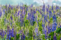 purple flower field during daytime