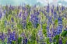 purple flower field - Link to May 2024 Newsletter