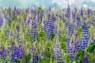 purple flower field during daytime