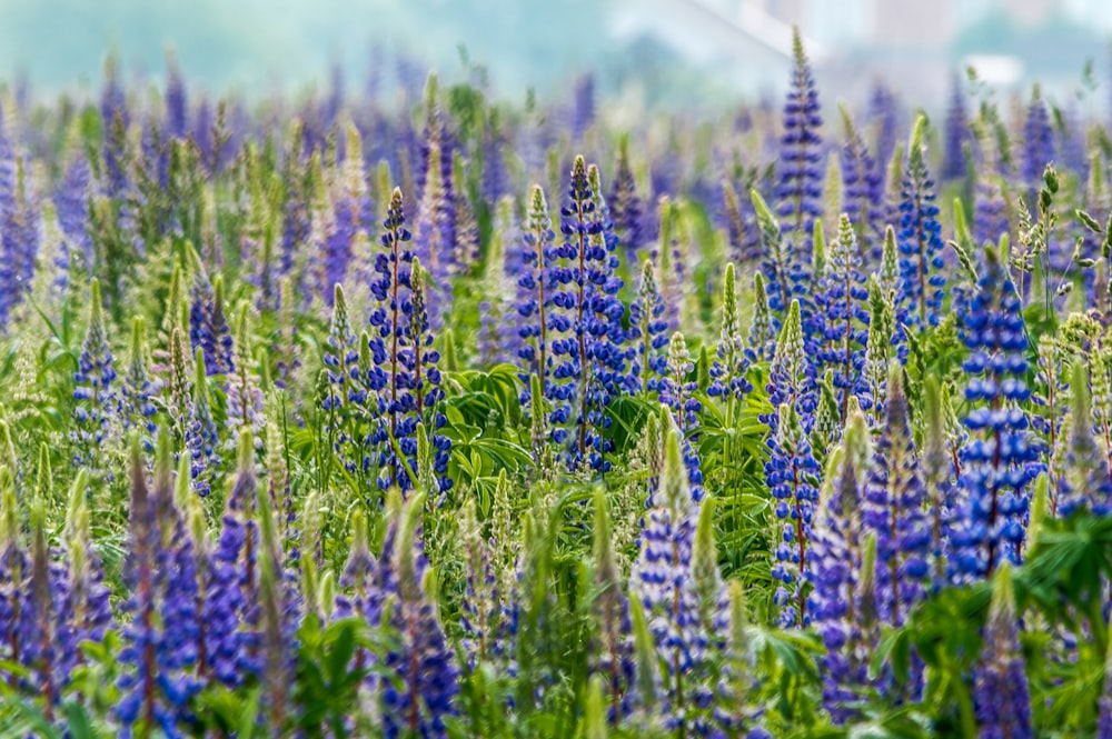 昼間の紫色の花畑