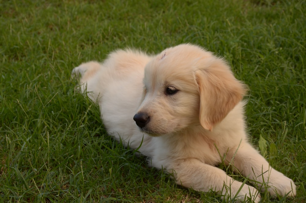 chiot labrador retriever jaune couché sur un champ d’herbe verte pendant la journée