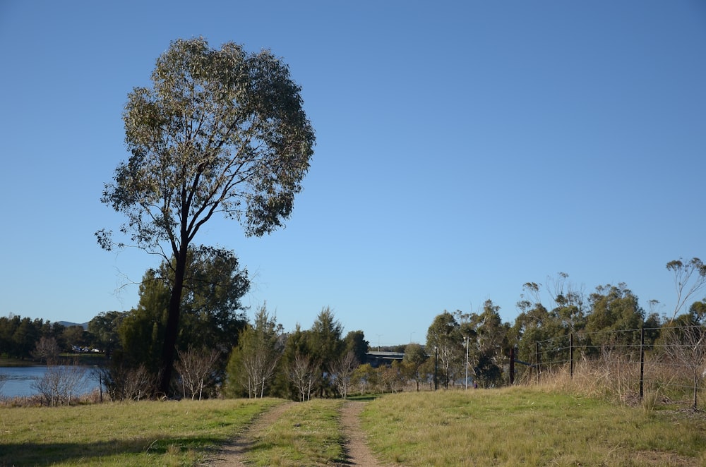 green grass field with trees under blue sky during daytime