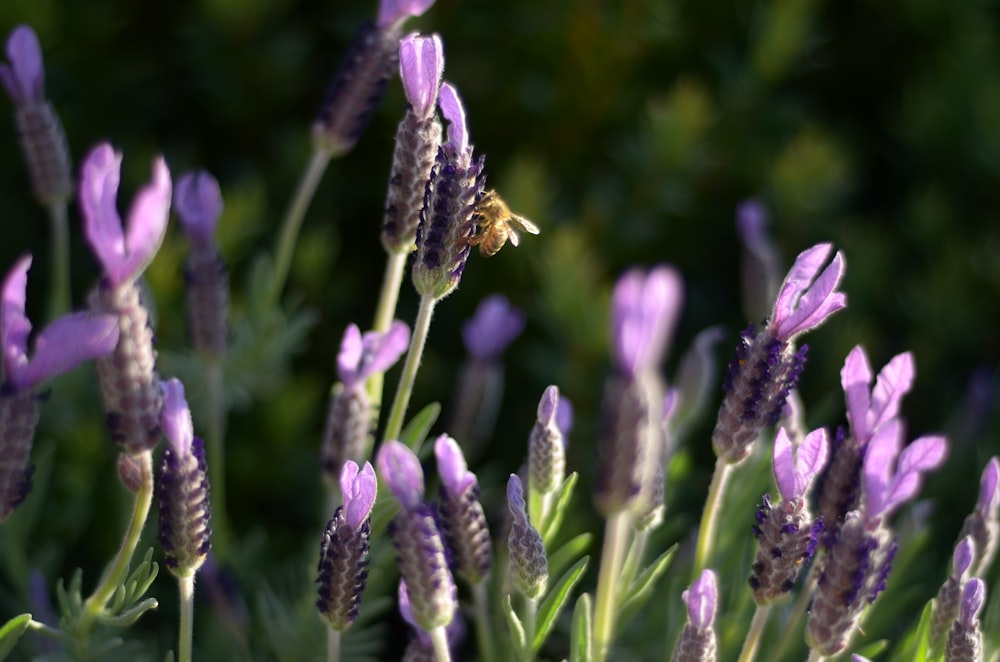 purple flower in tilt shift lens