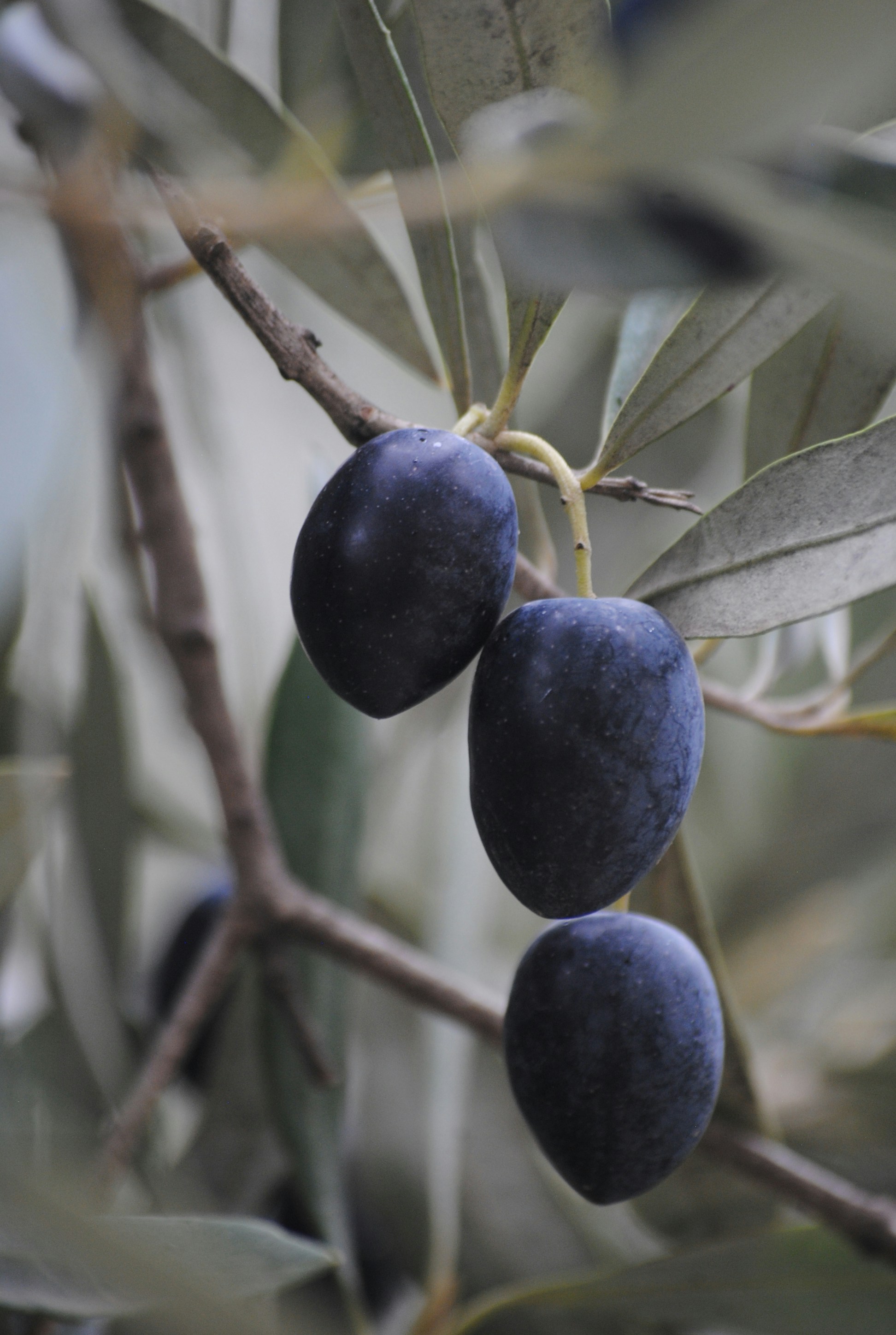 olive orchard