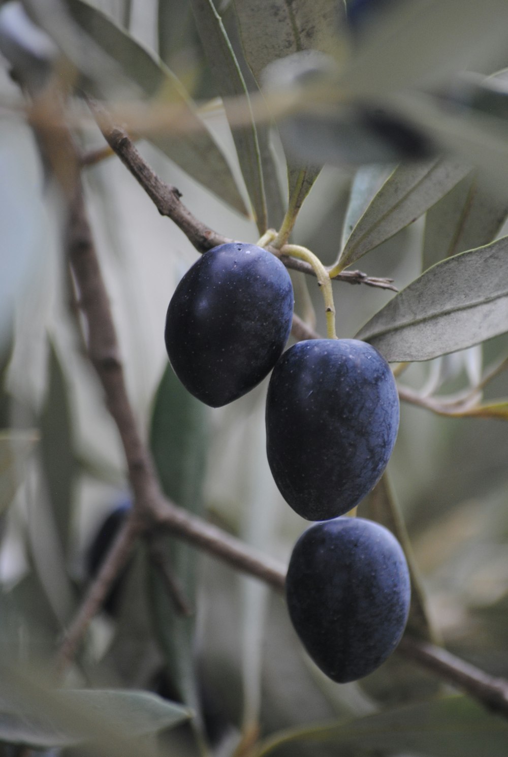 Fruta redonda azul en la rama del árbol