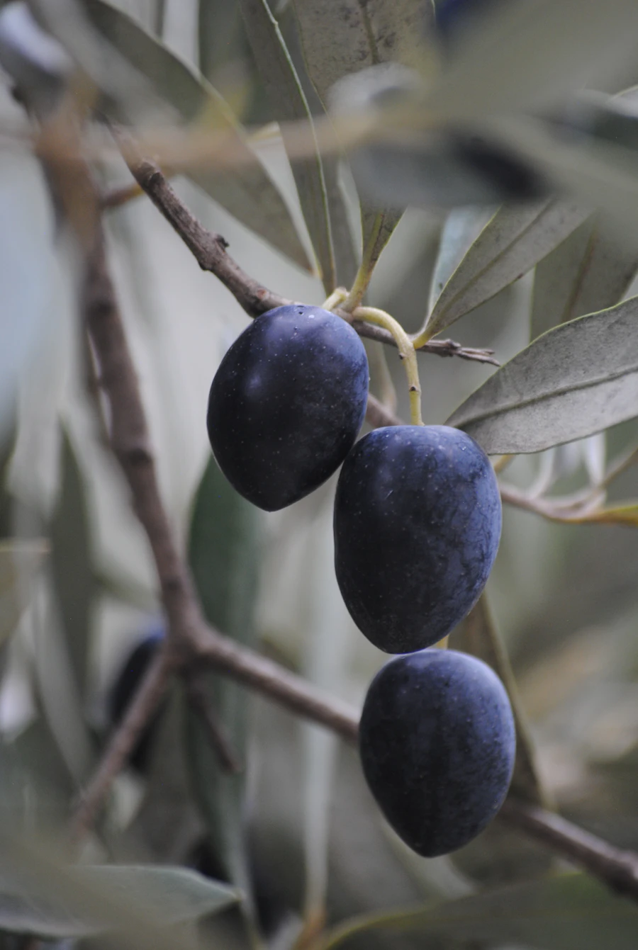 Historic olive tree care at Graber Olive House