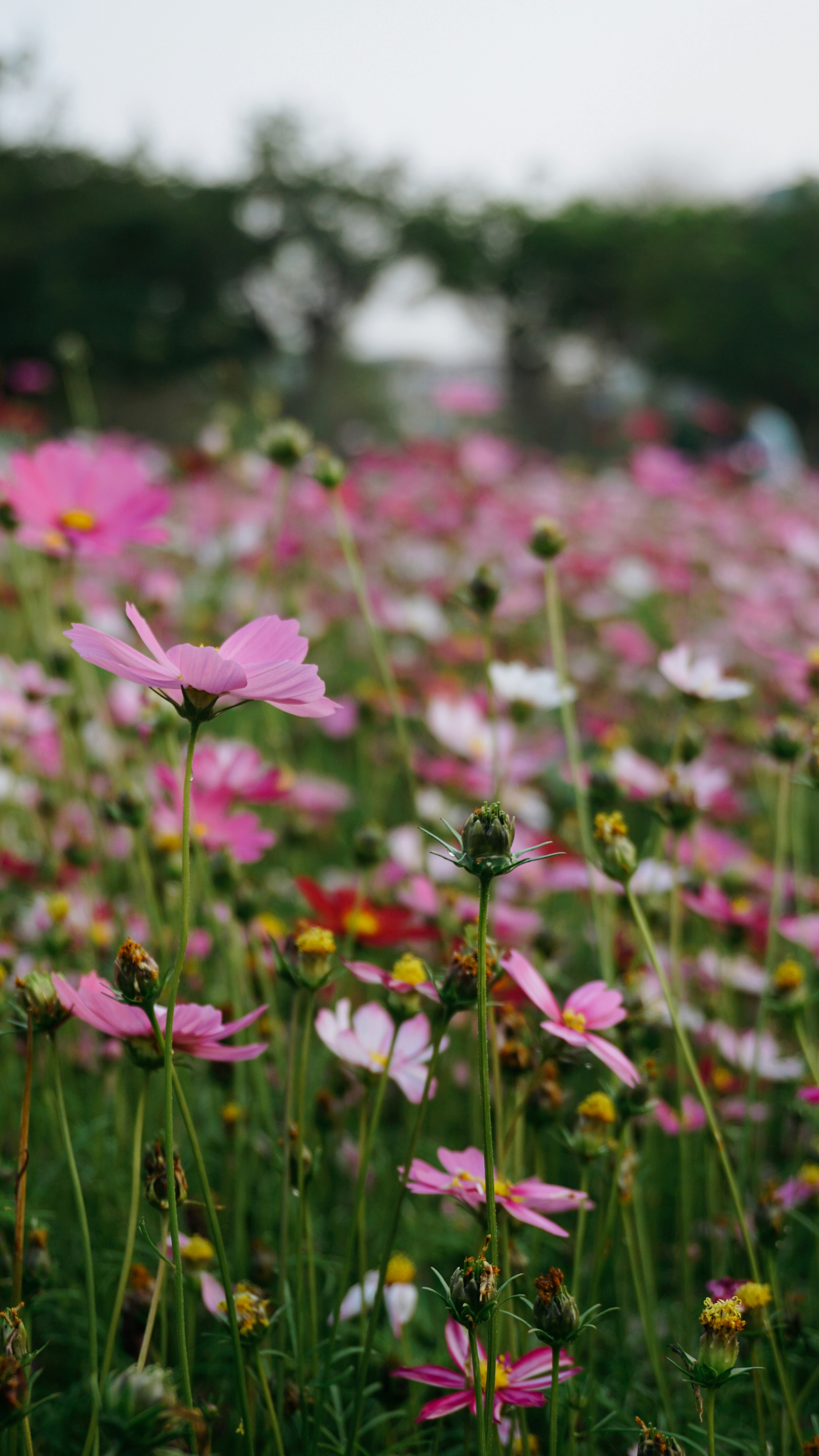 Photo by cindyhwang2020