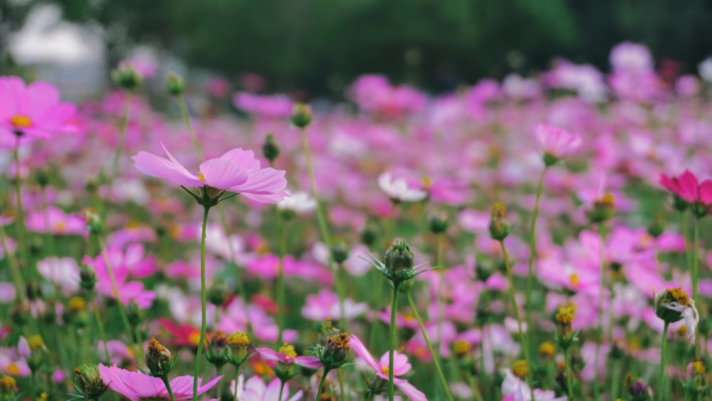 pink cosmos flowers in bloom during daytime