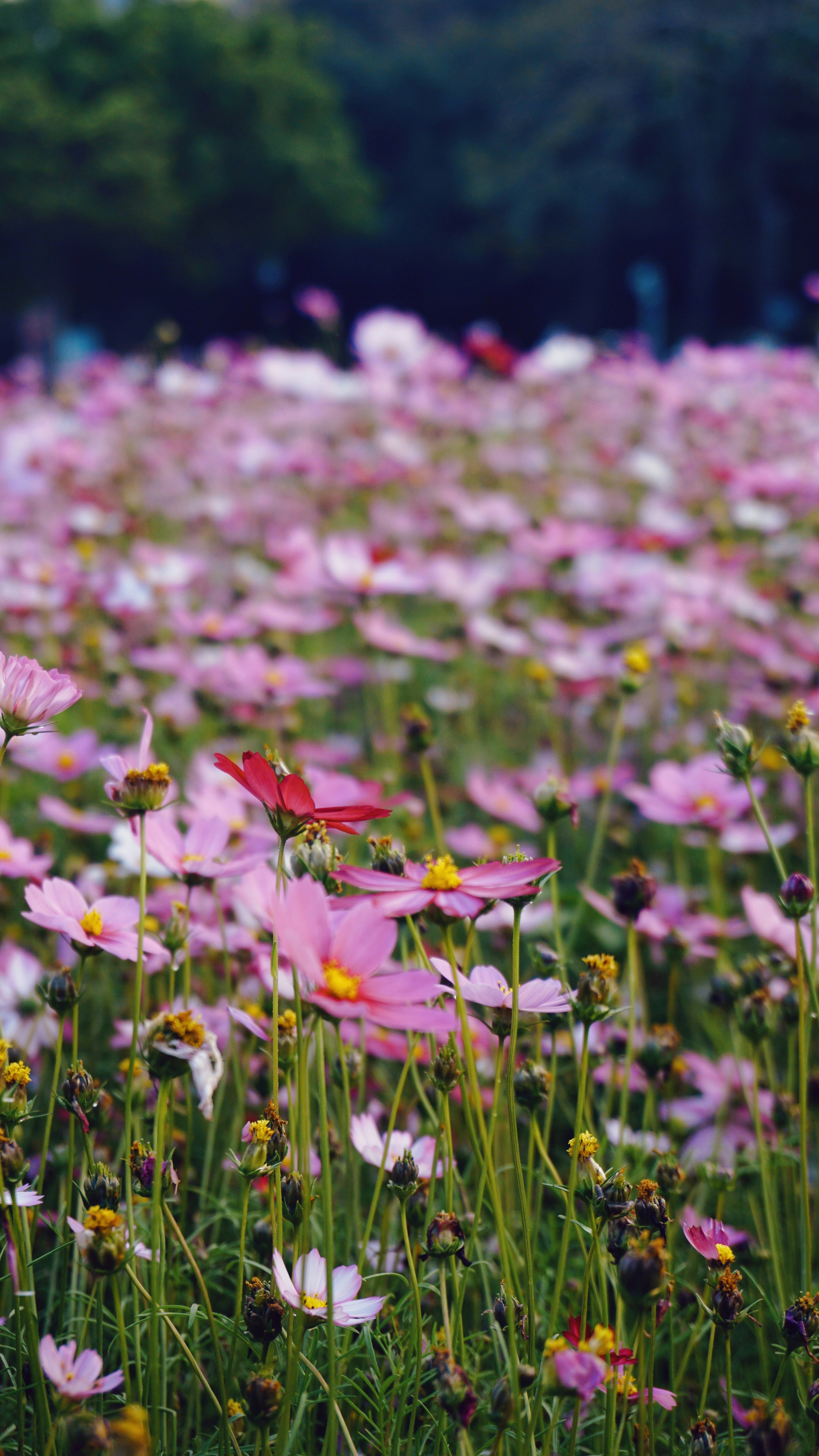 Photo by cindyhwang2020