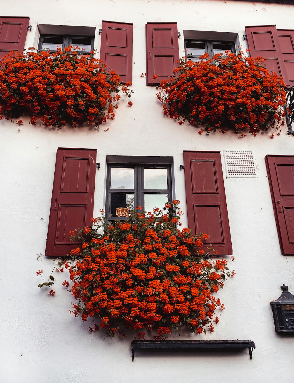 갈색 나무 창에 빨간색과 주황색 꽃
