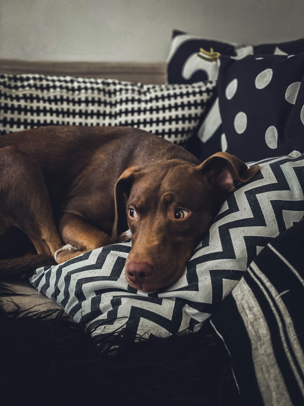 brown short coated dog lying on white and black textile