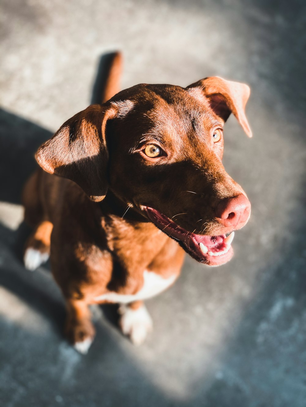 brown and white short coated dog