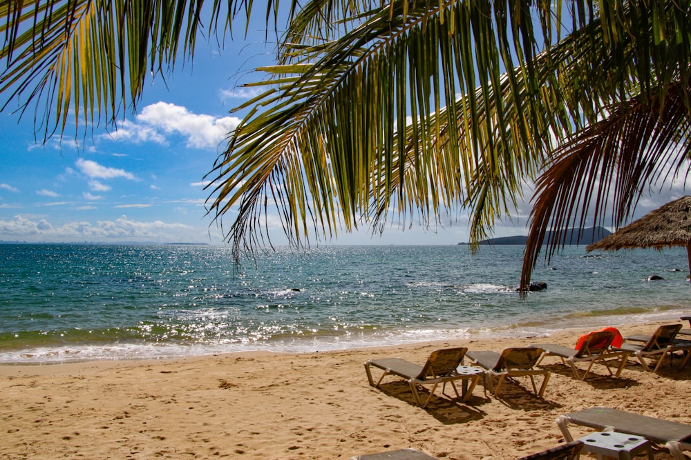 palm tree on beach shore during daytime