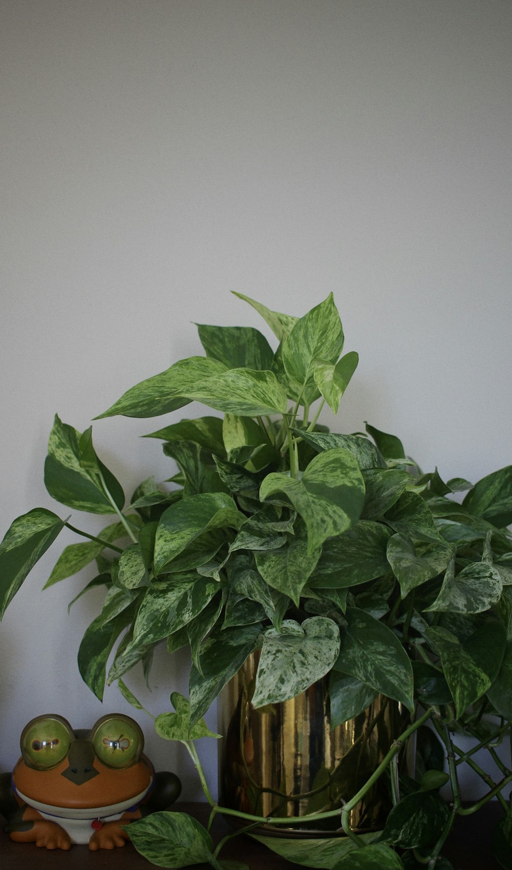 green leaves on white ceramic pot