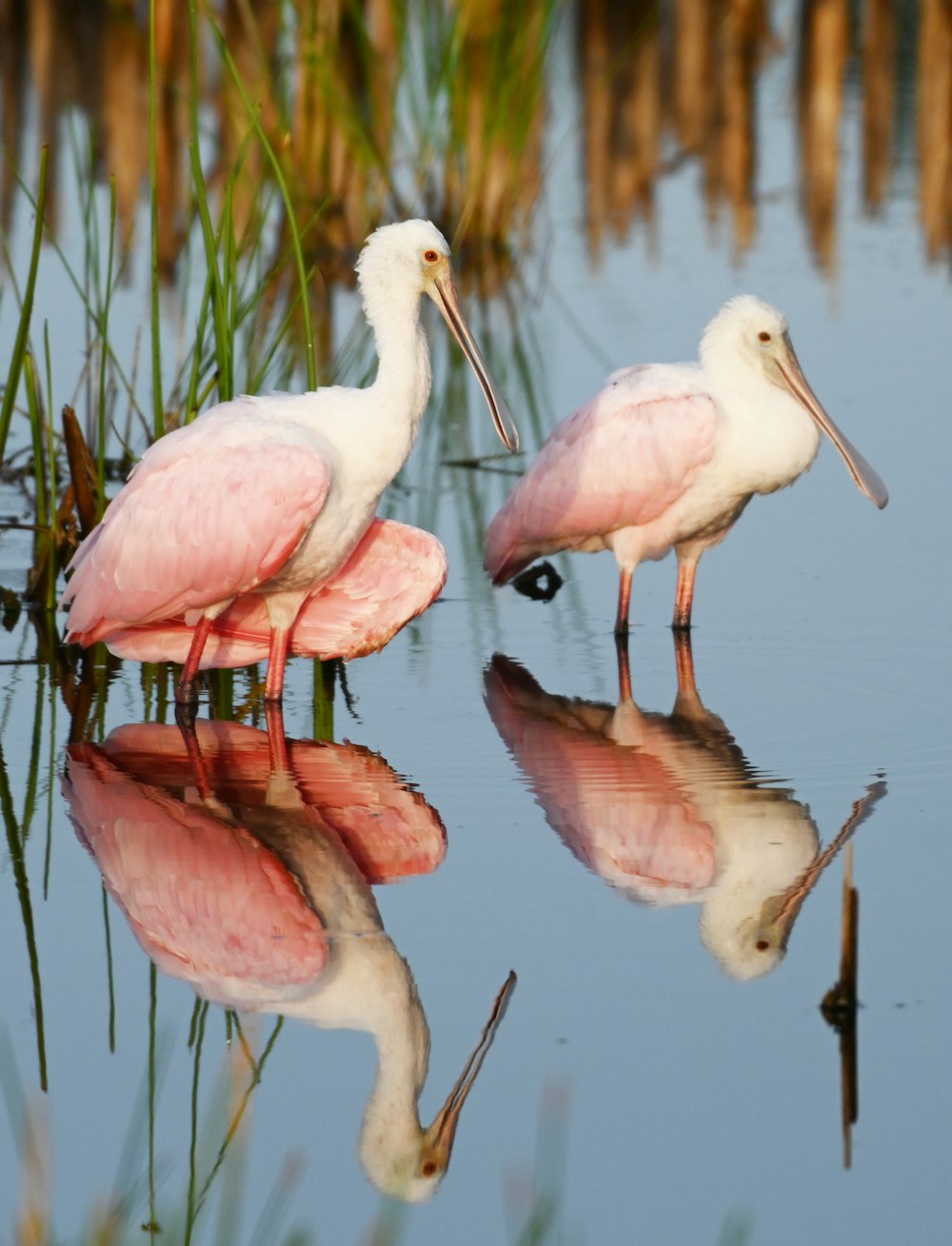 oiseaux roses et blancs sur l’eau