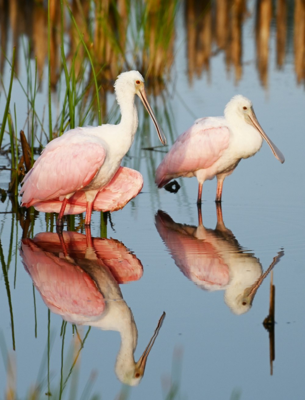 pink and white birds on water