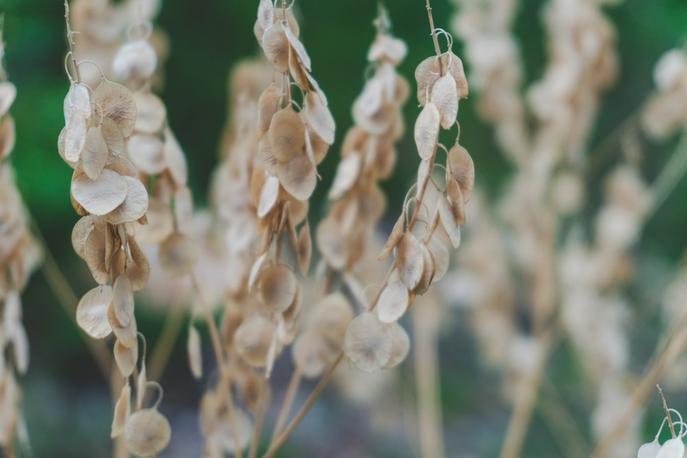 white flower buds in tilt shift lens