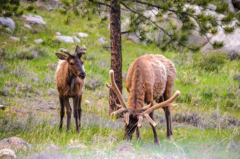 brown deer on green grass field during daytime