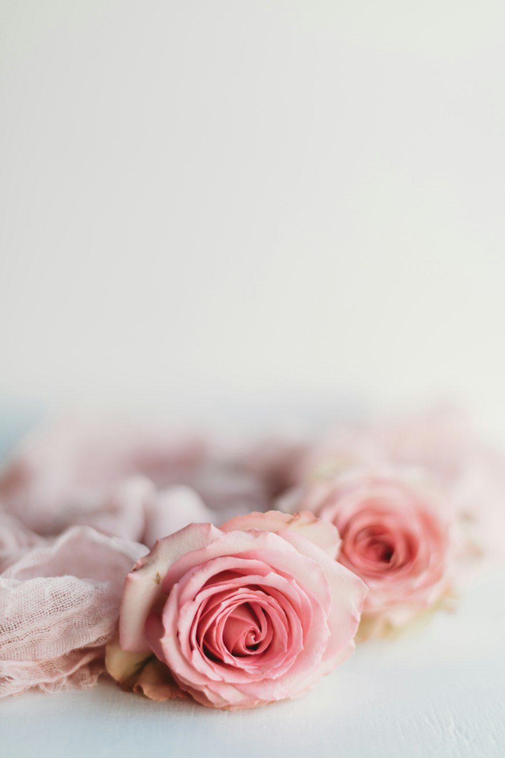 pink rose on white textile