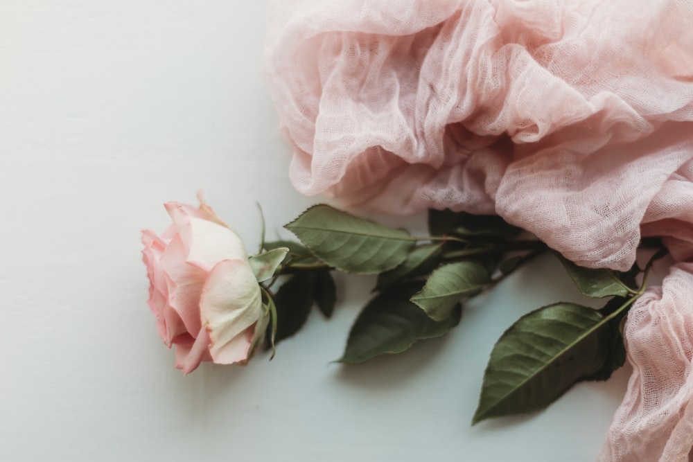 pink rose on white table