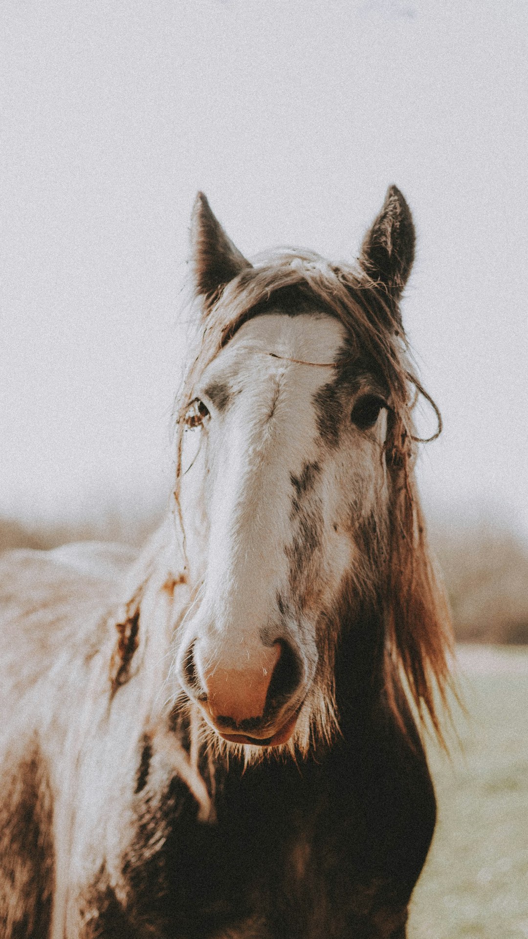 white and brown horse during daytime