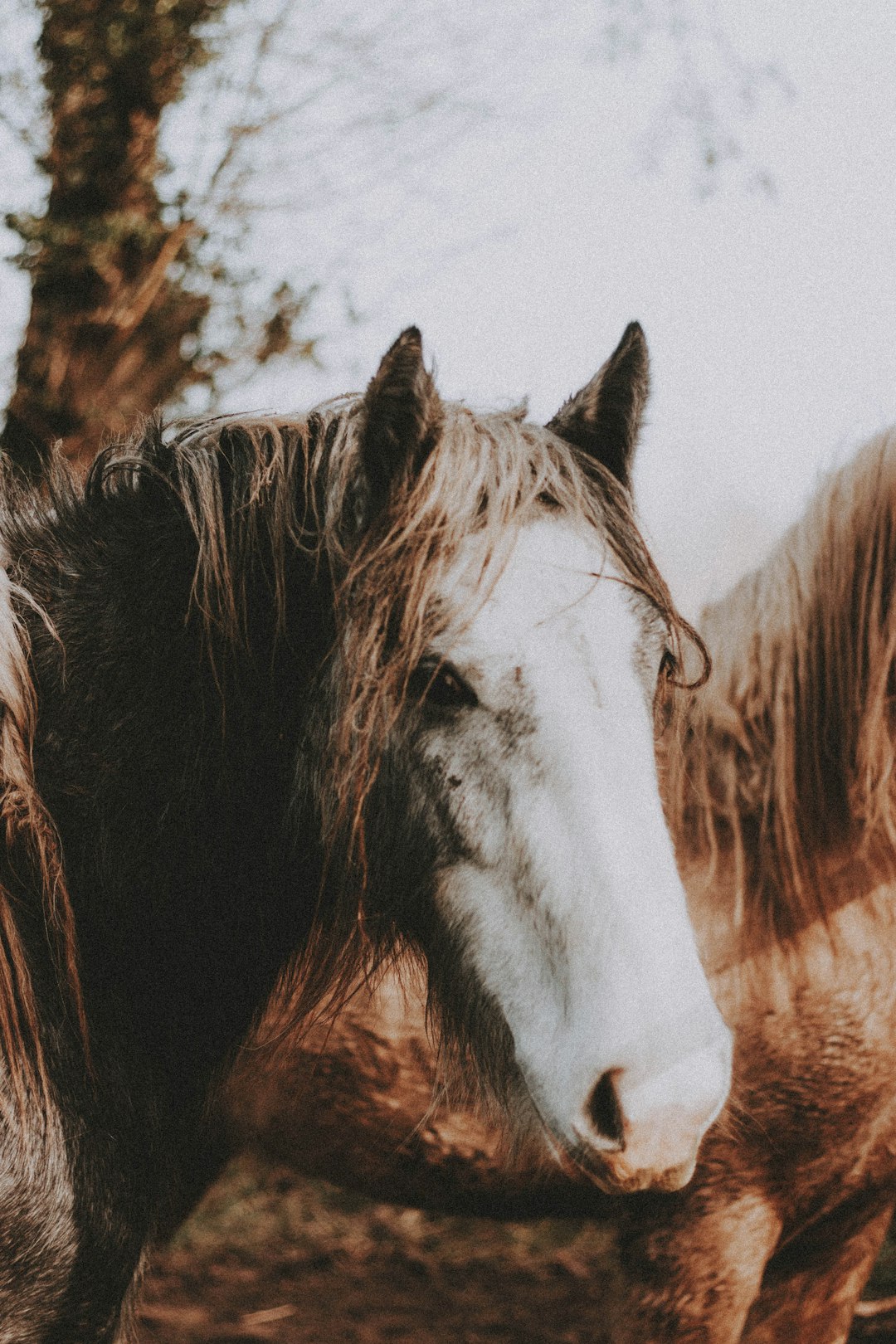 white and brown horse near brown grass during daytime