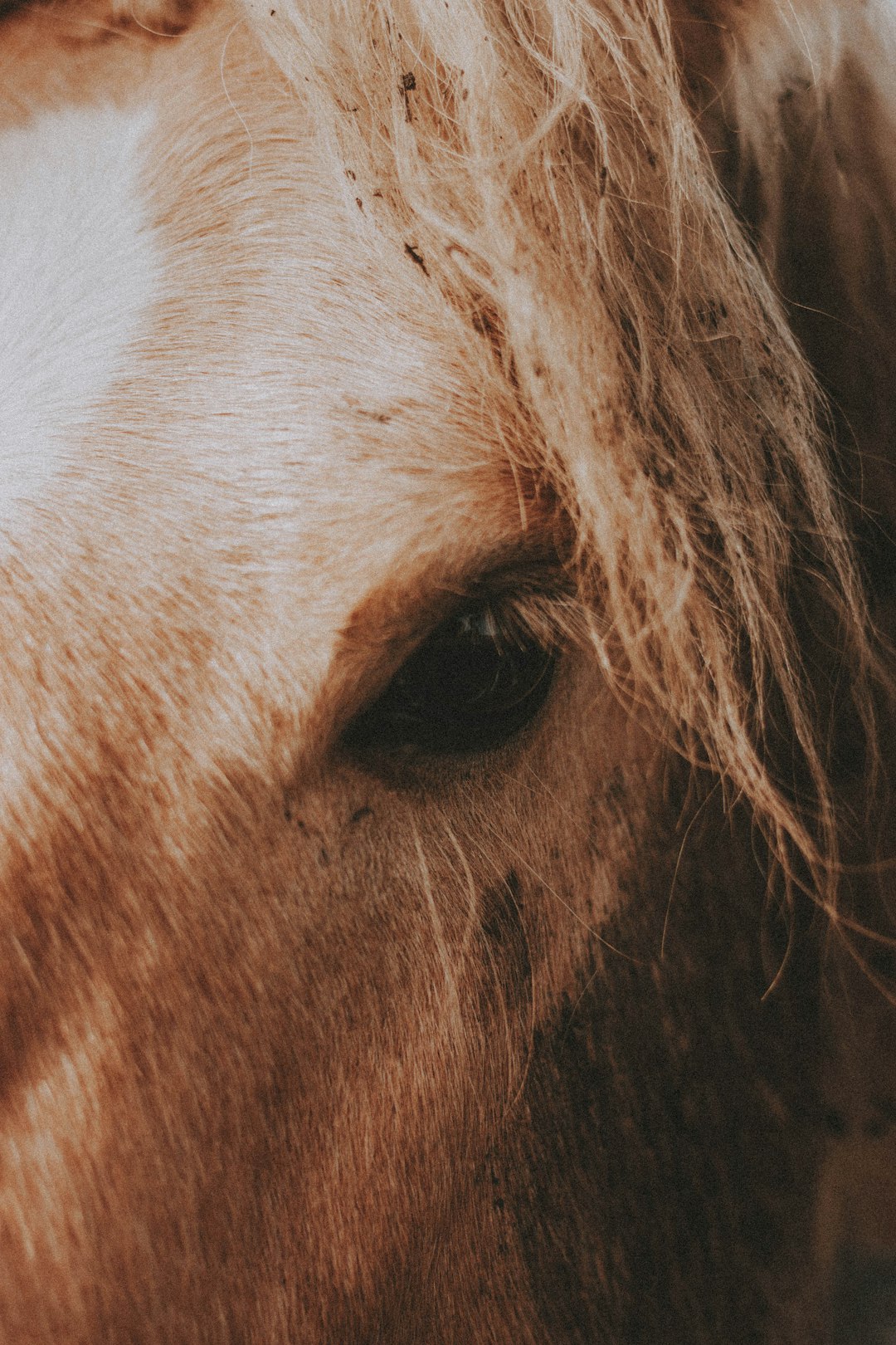 brown and white horse head