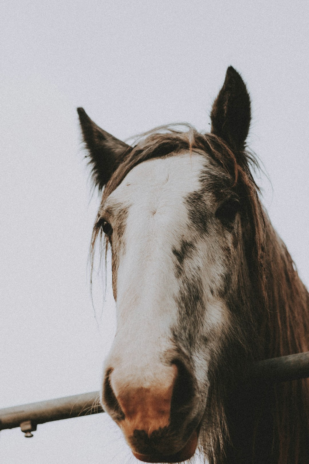 white and brown horse in close up photography