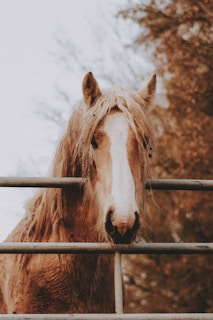 A horse with long, tangled mane stands behind a metal fence. The background features blurred trees, suggesting an outdoor setting.