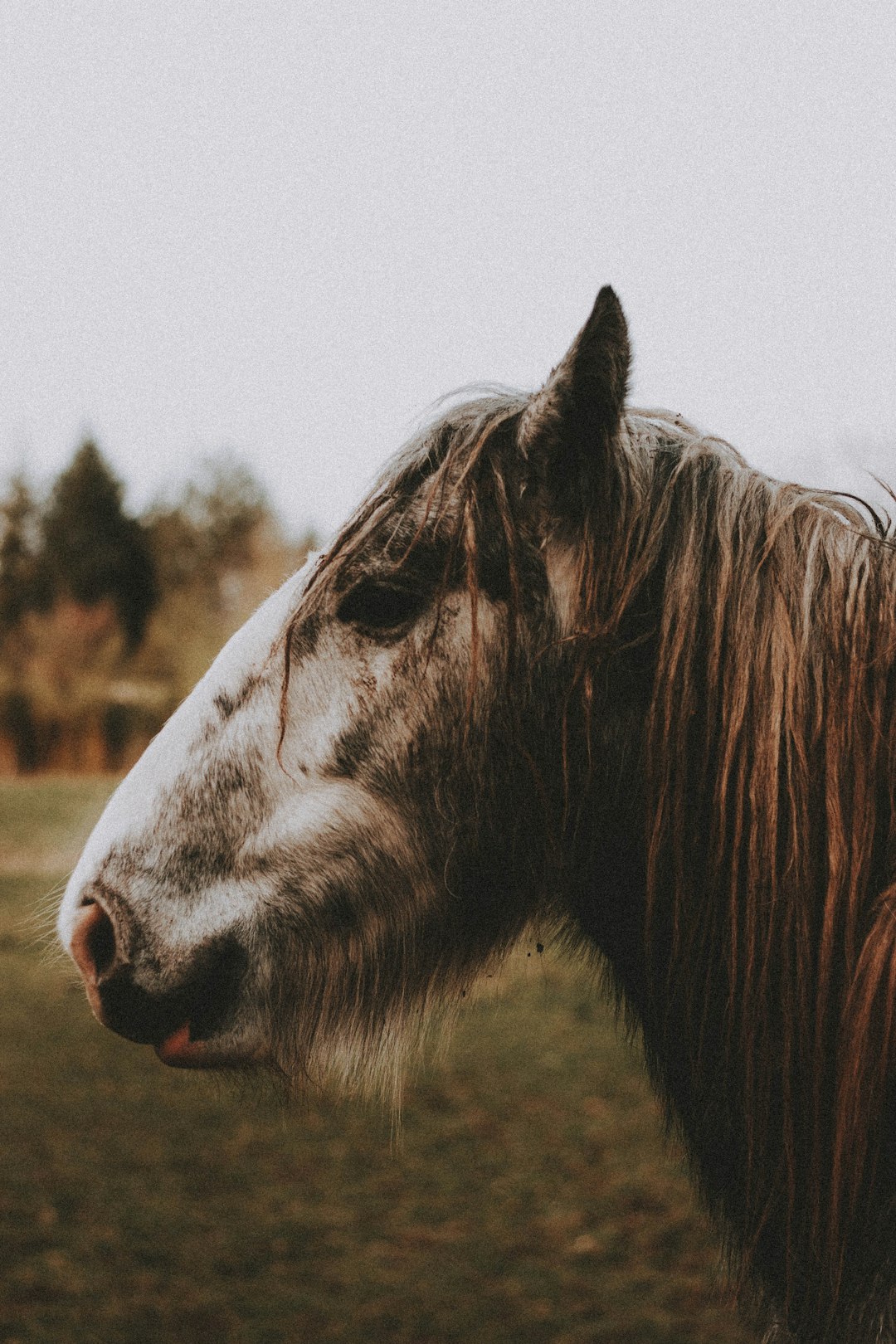 brown horse on green grass field during daytime