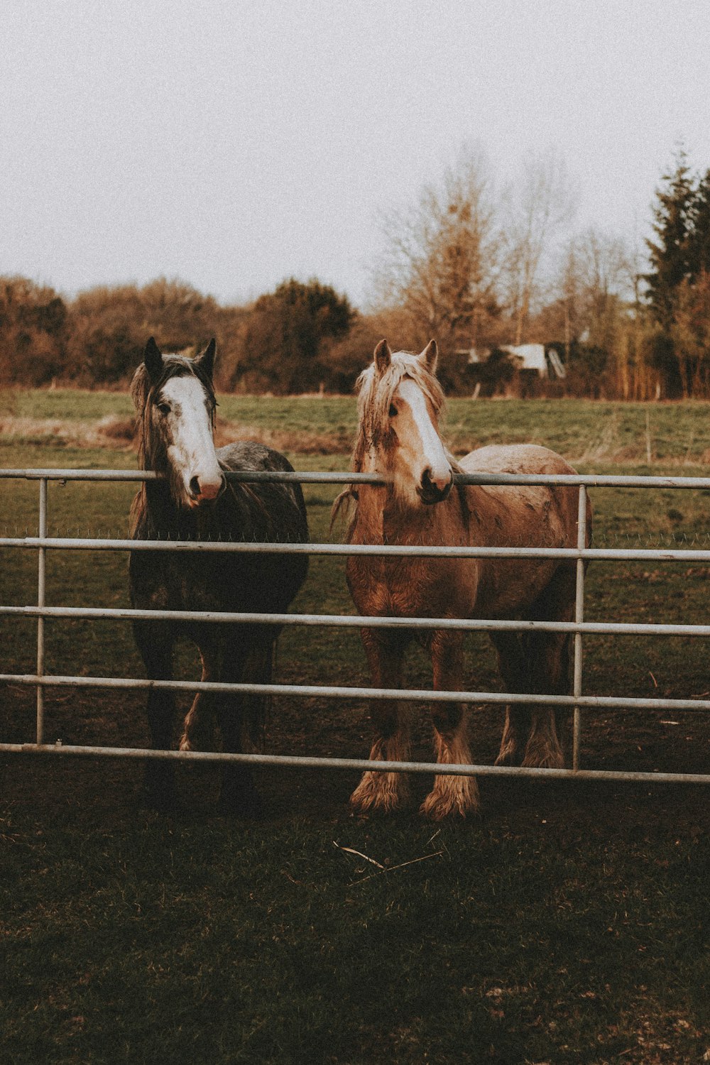 brown and white horse on brown field during daytime