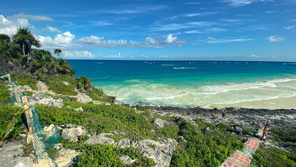 erba verde sulla costa rocciosa durante il giorno